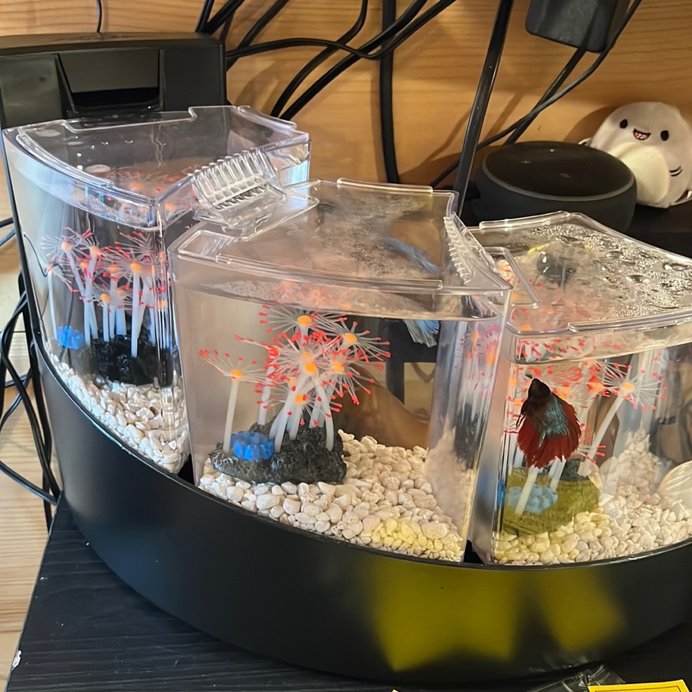 3 fish tank